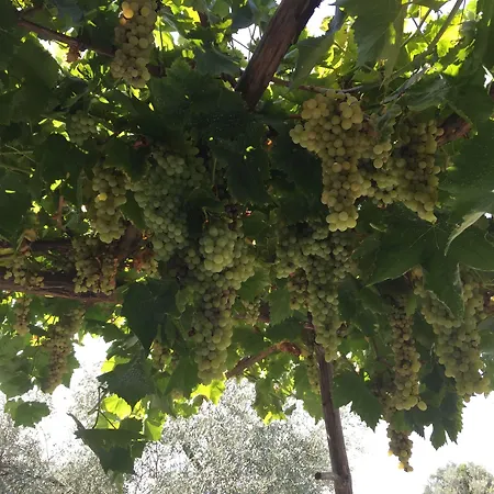 Efes Butik 3* 키라즐리